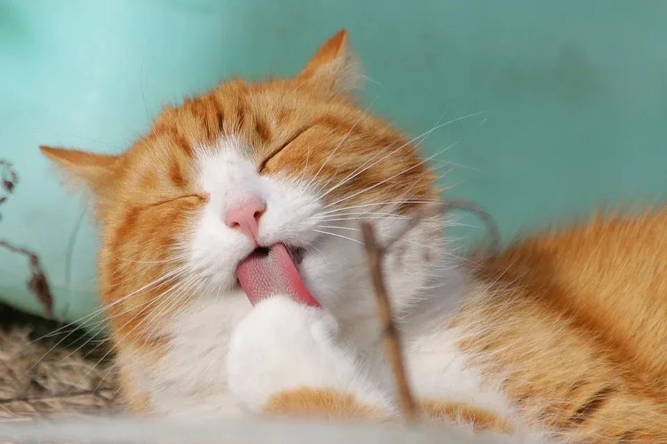 萌物侵略：看到萌物就要想要蹂躪的心理