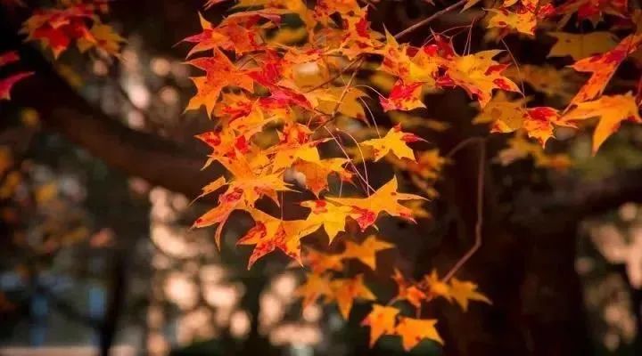 別讓過(guò)度焦慮毀了你的人生