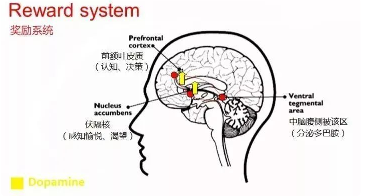 如果愛情注定會歸于平淡 |《貪婪的多巴胺》
