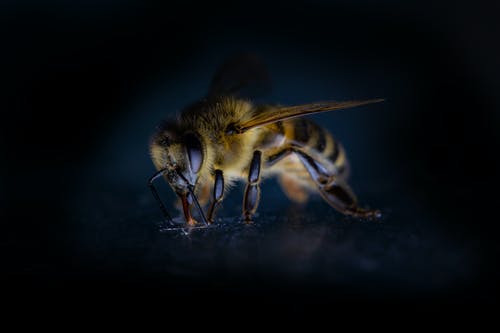 掉進(jìn)瓶子里的蜜蜂