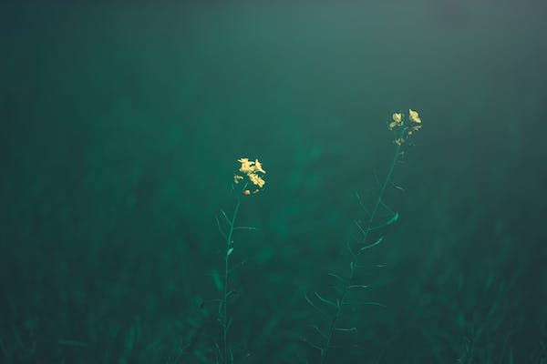 融合、共生與分離，親密關(guān)系的連續(xù)譜
